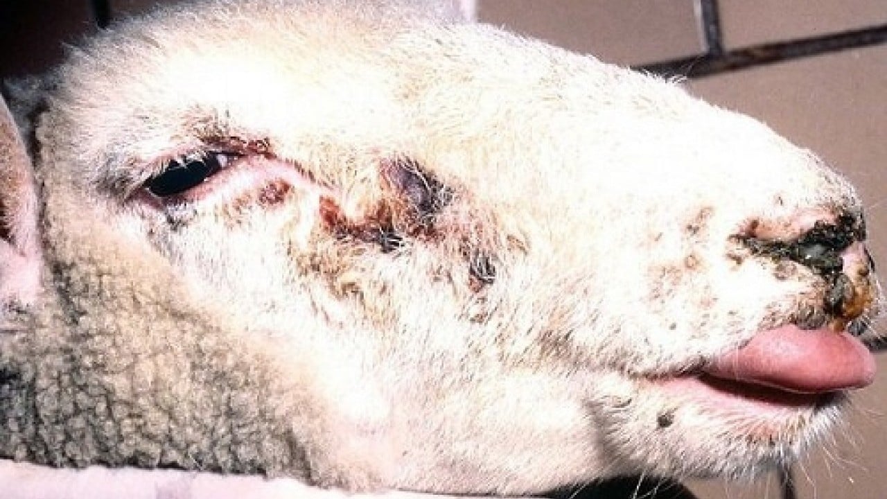 Foto - Komşuda yayılıyor: Yüz binlerce hayvan itlaf edildi!