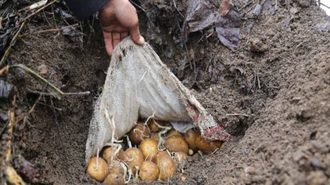 Foto - Konya’da asırlardır bozulmayan sır! Büyük çuvallar halinde toprak altına gömüyorlar, kışın çıkarıyorlar: "İlk günkü gibi duruyor"