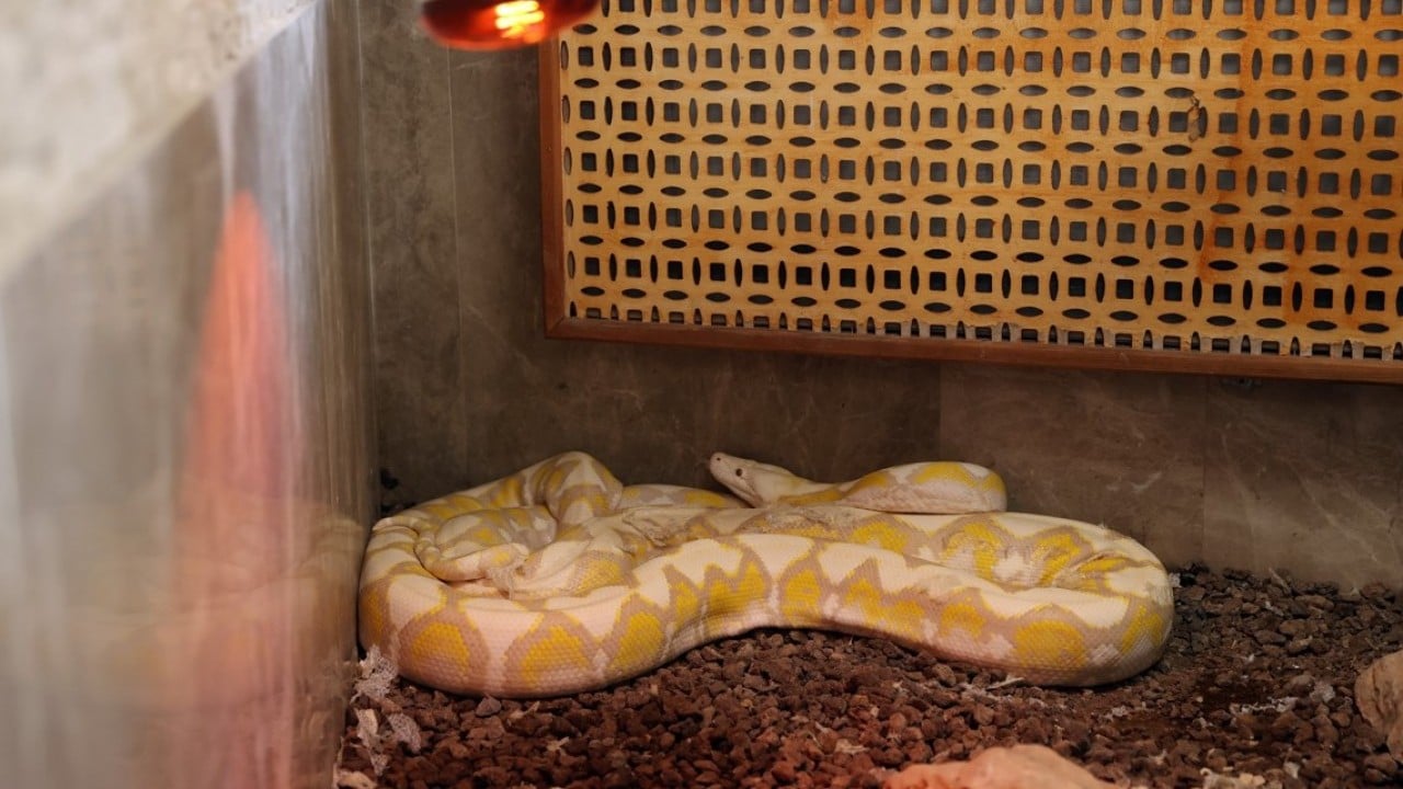 Foto - Konyalı albino pitonlara özel şartlarda bakılıyor