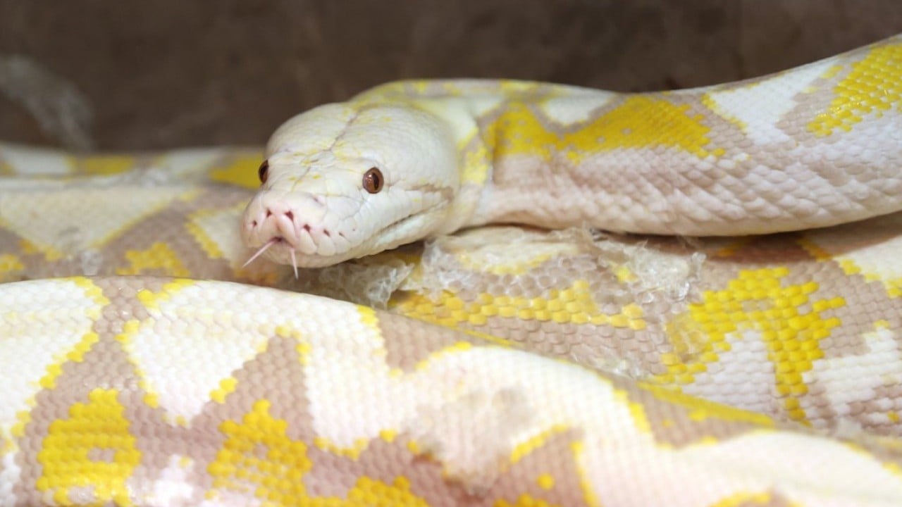 Foto - Konyalı albino pitonlara özel şartlarda bakılıyor