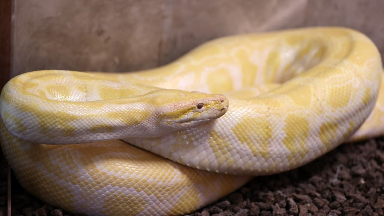 Foto - Konyalı albino pitonlara özel şartlarda bakılıyor