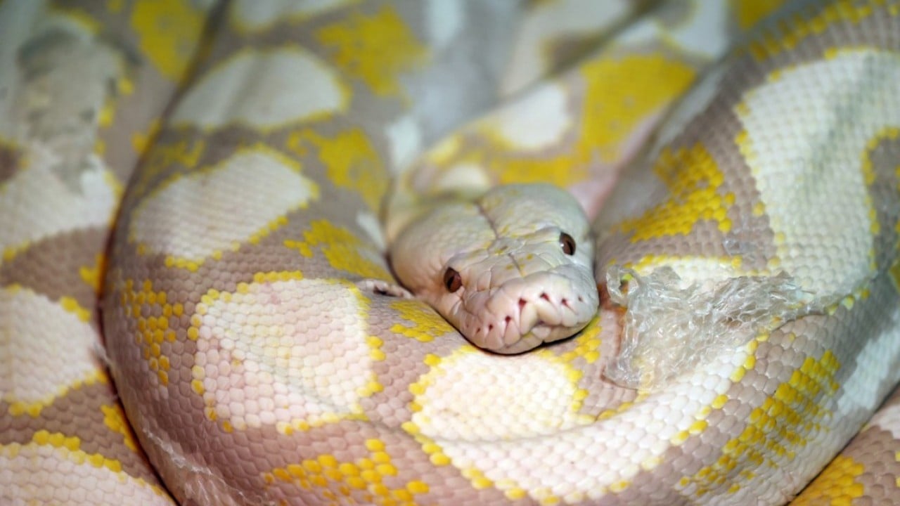Foto - Konyalı albino pitonlara özel şartlarda bakılıyor