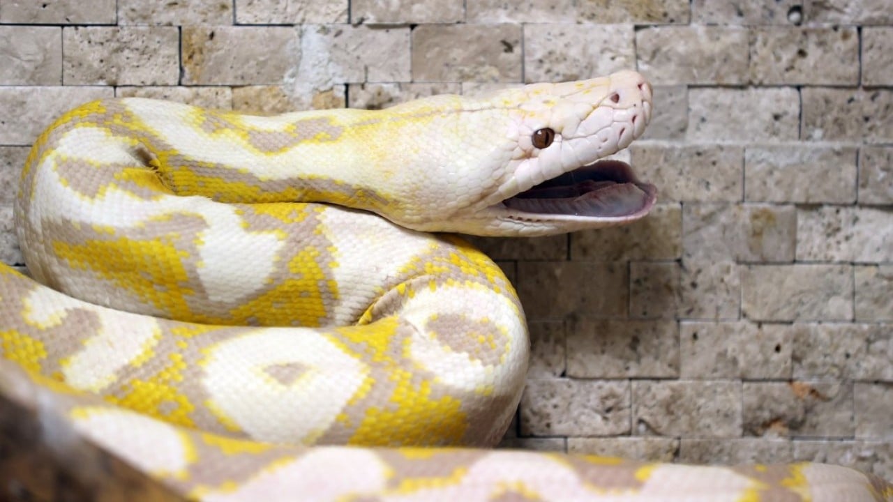 Foto - Konyalı albino pitonlara özel şartlarda bakılıyor