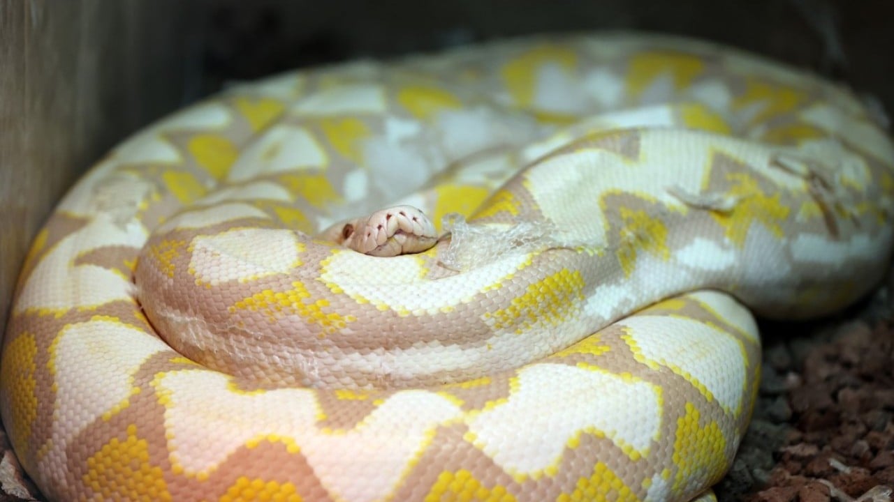 Foto - Konyalı albino pitonlara özel şartlarda bakılıyor