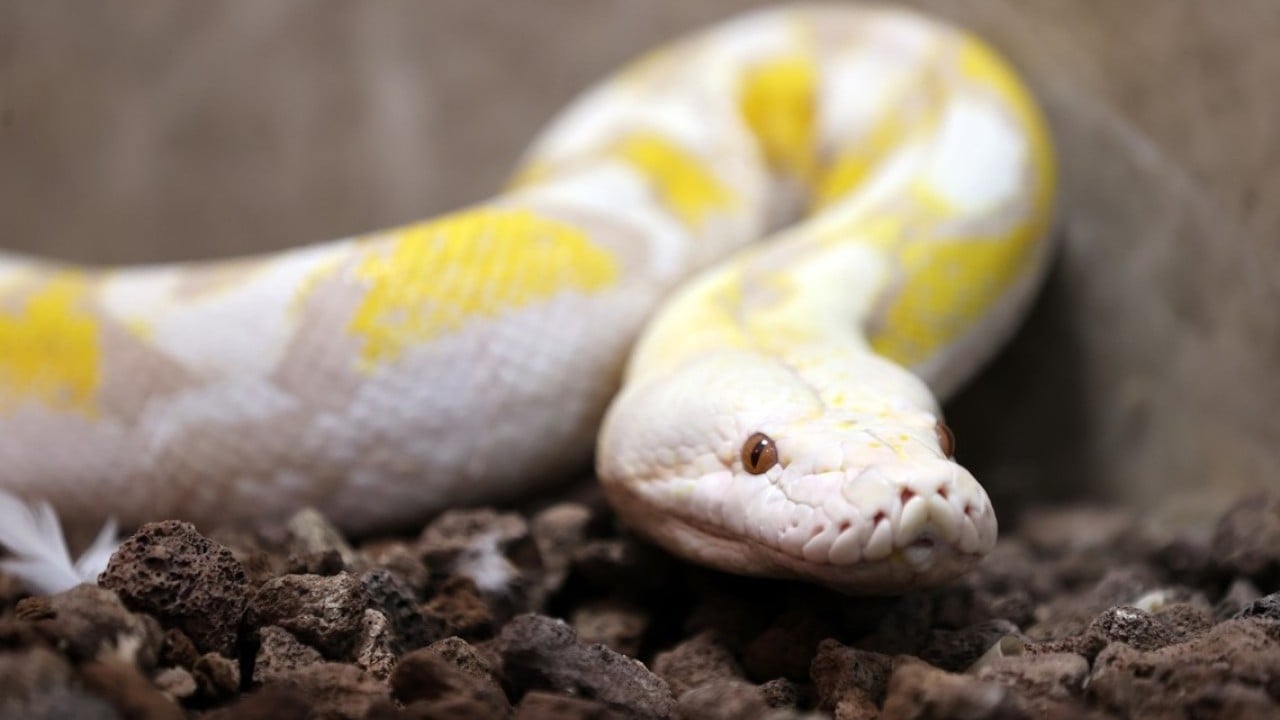 Foto - Konyalı albino pitonlara özel şartlarda bakılıyor