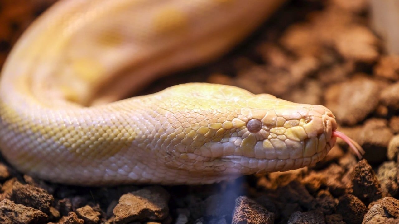 Foto - Konyalı albino pitonlara özel şartlarda bakılıyor