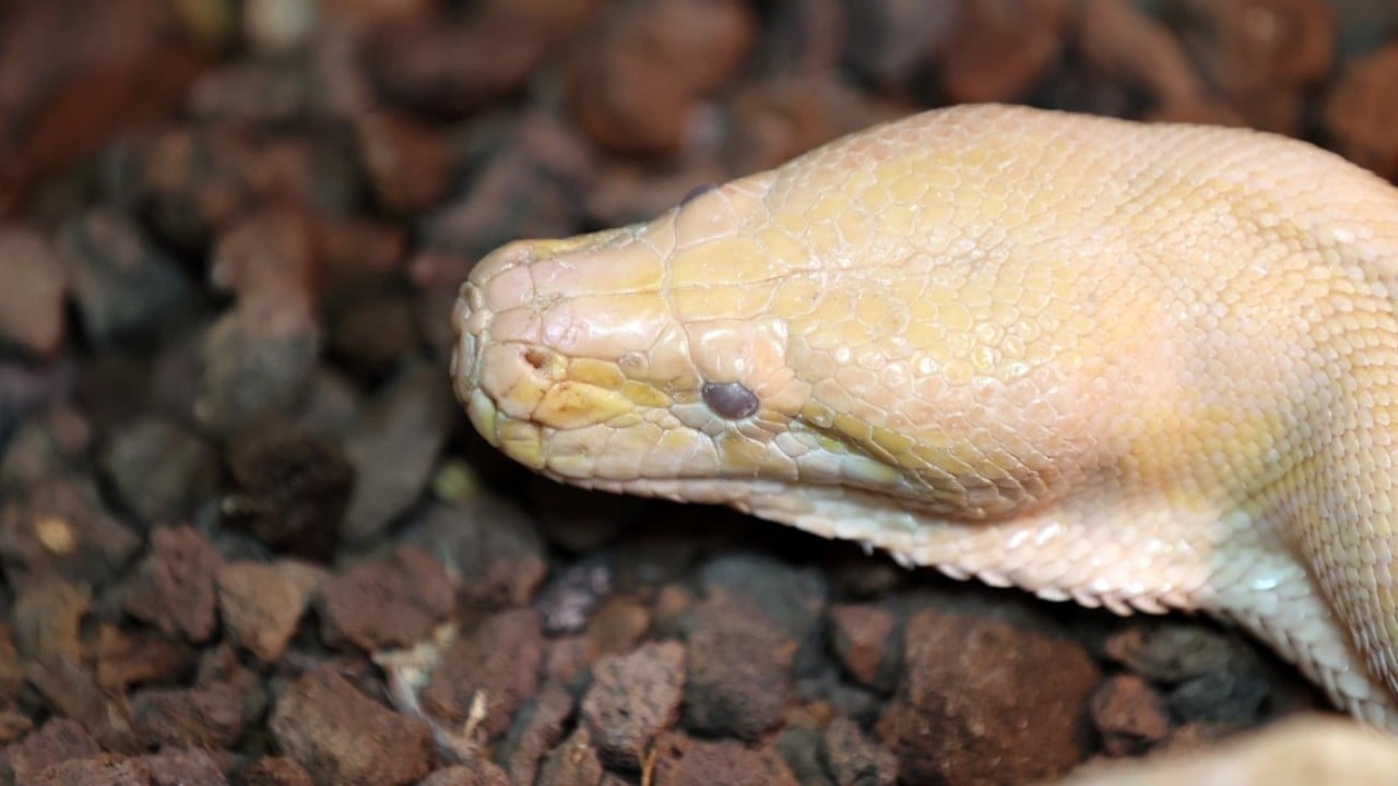 Foto - Konyalı albino pitonlara özel şartlarda bakılıyor