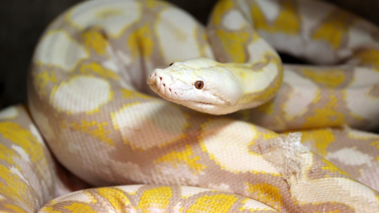 Konyalı albino pitonlara özel şartlarda bakılıyor