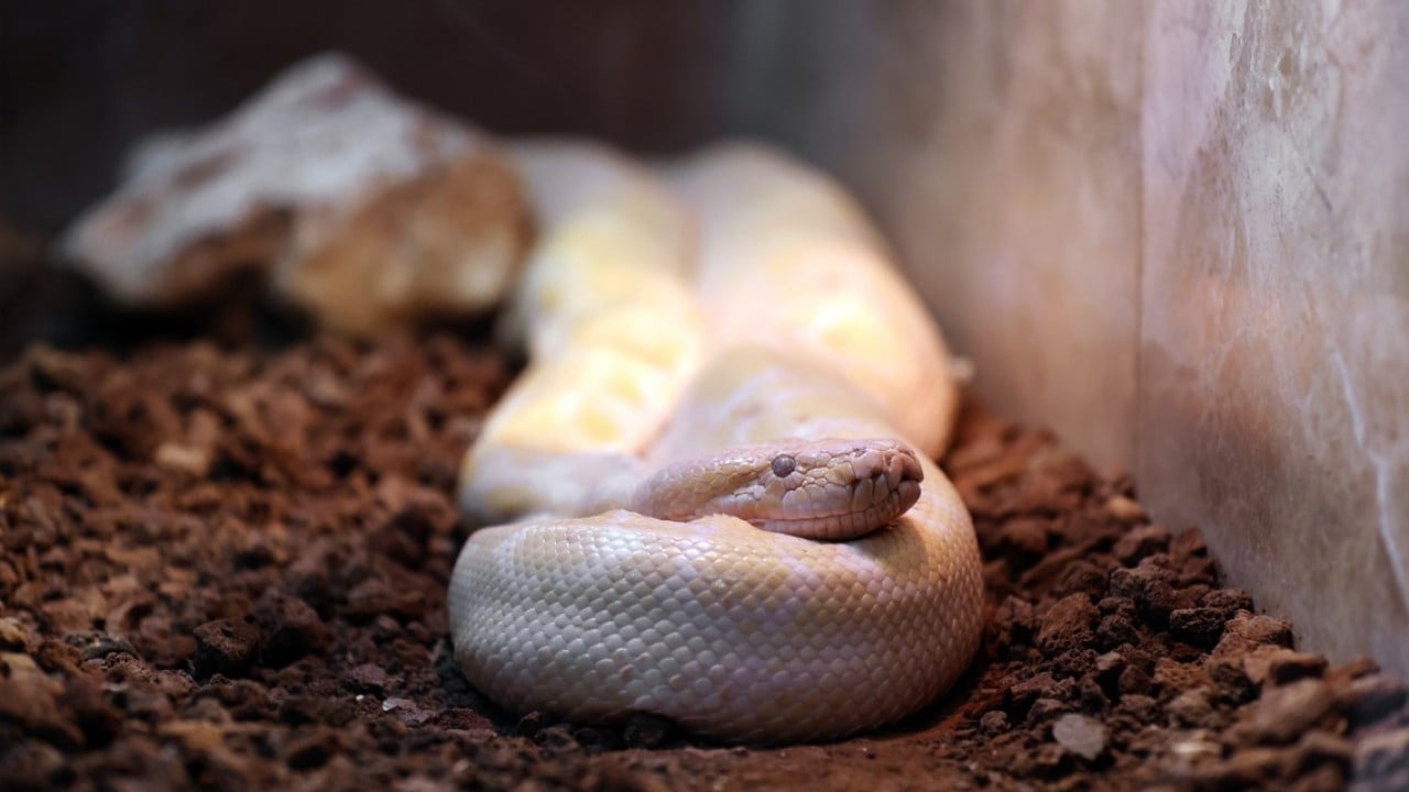 Foto - Konyalı albino pitonlara özel şartlarda bakılıyor