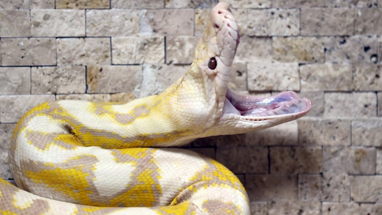 Foto - Konyalı albino pitonlara özel şartlarda bakılıyor