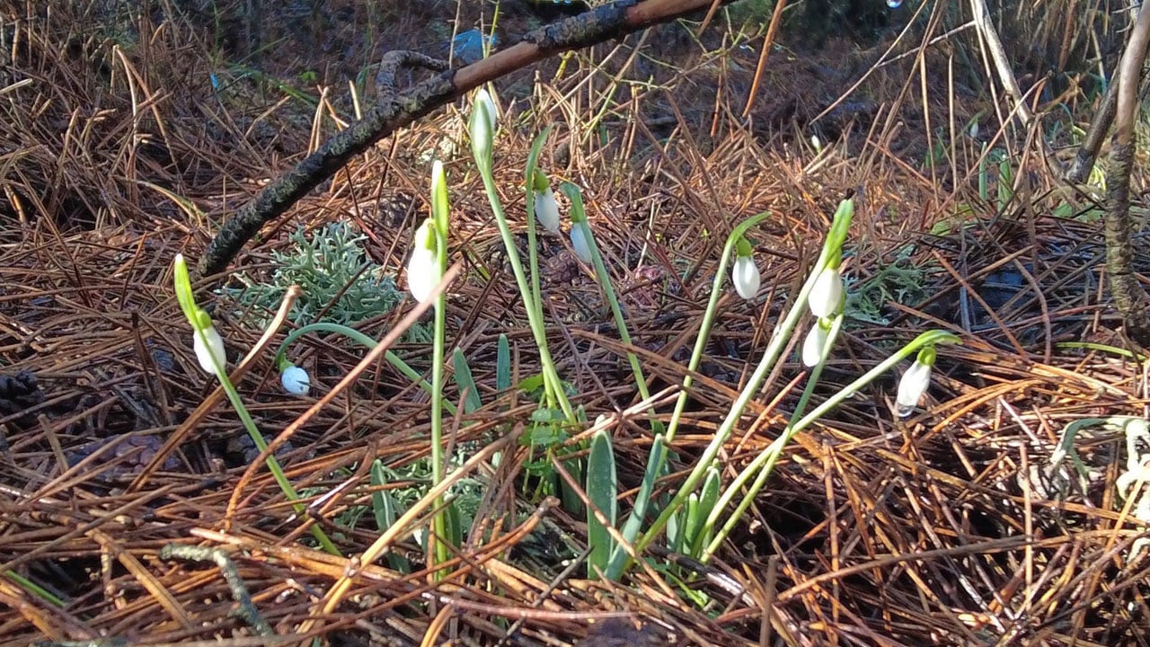 Foto - Koparmanın bedeli dudak uçuklatıyor! Baharın habercisine dokunan yandı