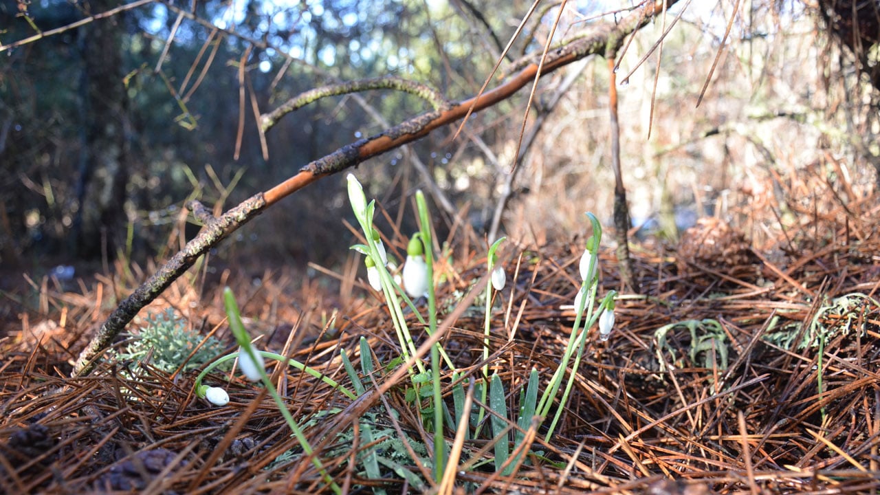Foto - Koparmanın bedeli dudak uçuklatıyor! Baharın habercisine dokunan yandı