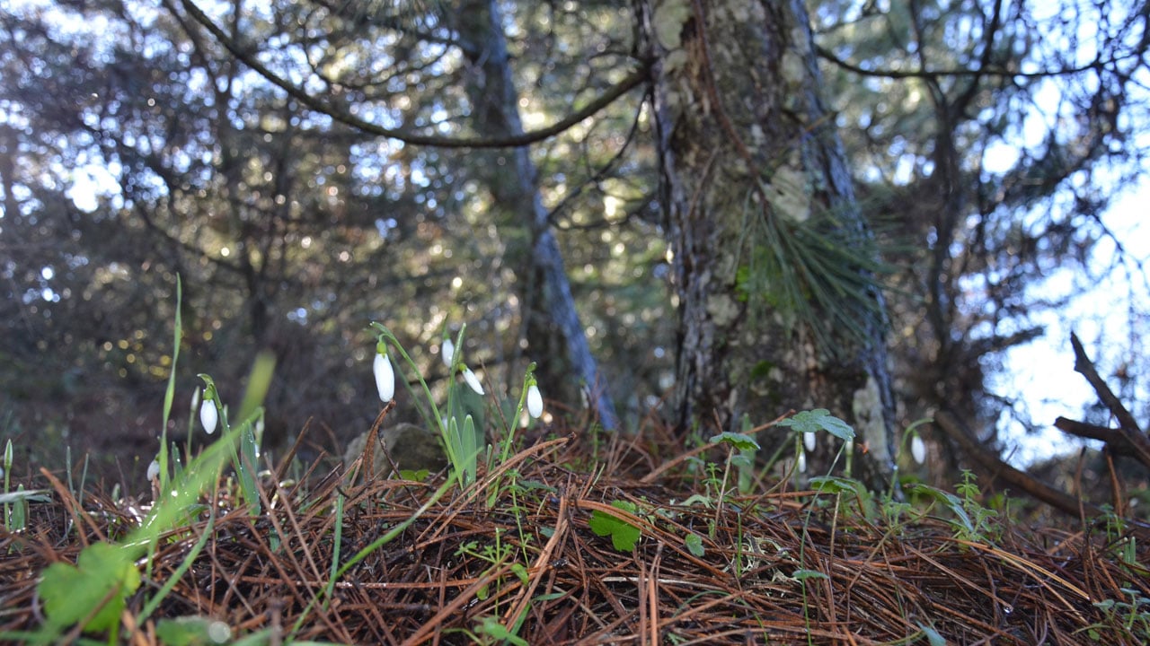 Foto - Koparmanın bedeli dudak uçuklatıyor! Baharın habercisine dokunan yandı