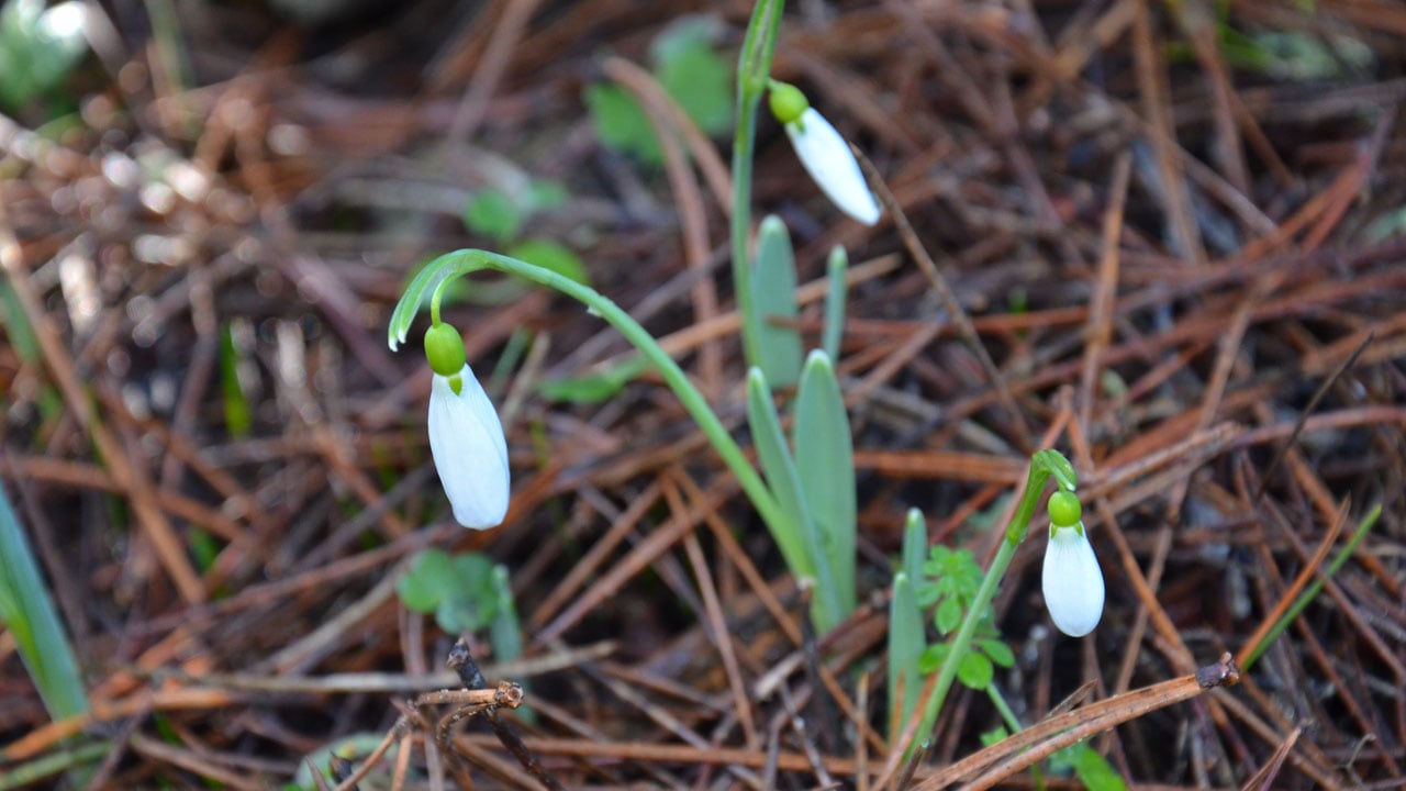 Koparmanın bedeli dudak uçuklatıyor! Baharın habercisine dokunan yandı