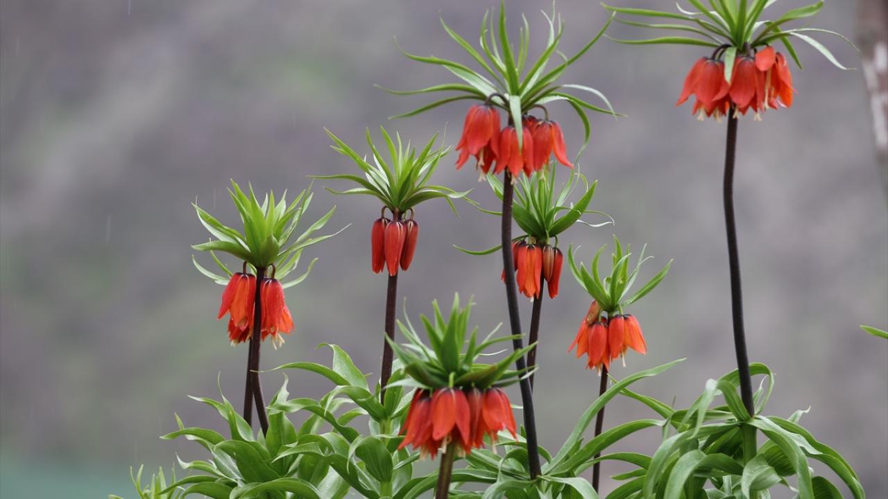 Foto - Koparmanın cezası 700 bin lira! Ters laleler doğayı böyle renklendirdi