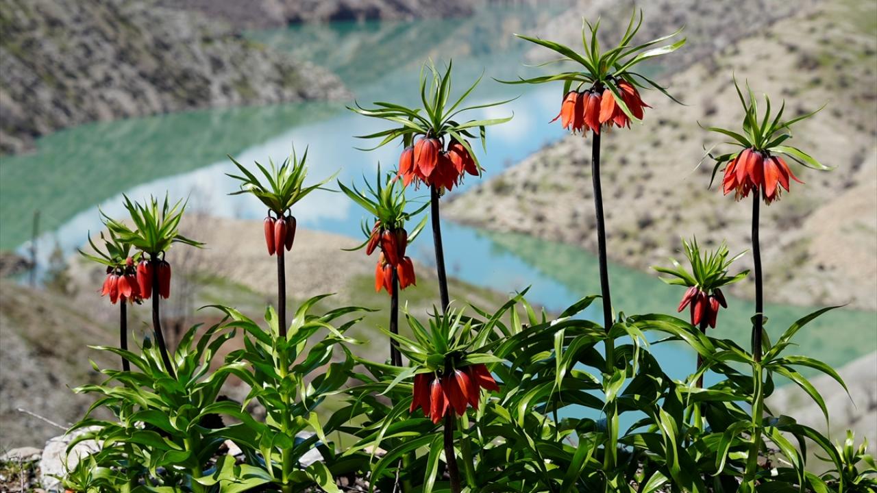Foto - Koparmanın cezası 700 bin lira! Ters laleler doğayı böyle renklendirdi