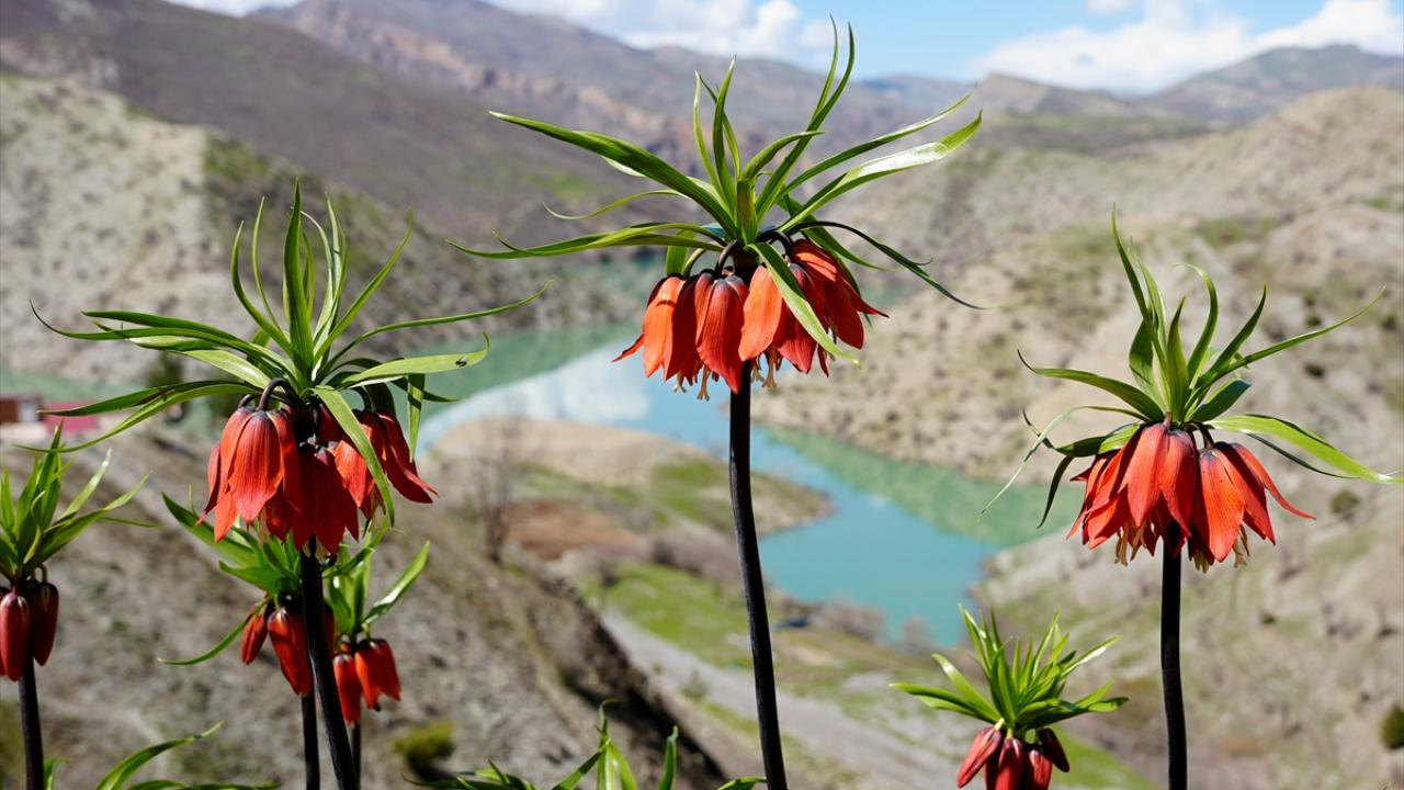 Foto - Koparmanın cezası 700 bin lira! Ters laleler doğayı böyle renklendirdi
