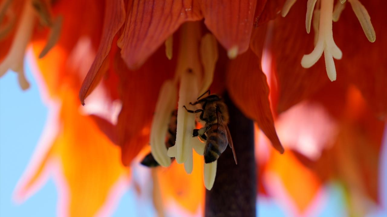 Foto - Koparmanın cezası 700 bin lira! Ters laleler doğayı böyle renklendirdi