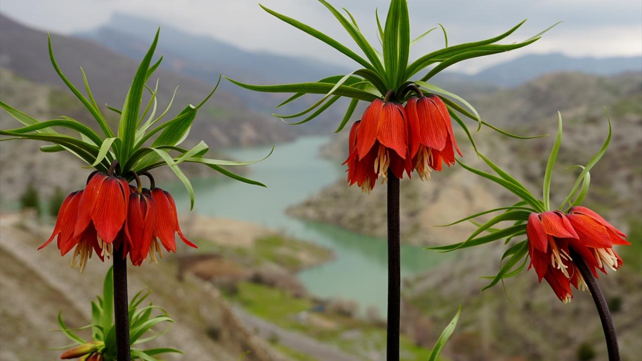 Foto - Koparmanın cezası 700 bin lira! Ters laleler doğayı böyle renklendirdi