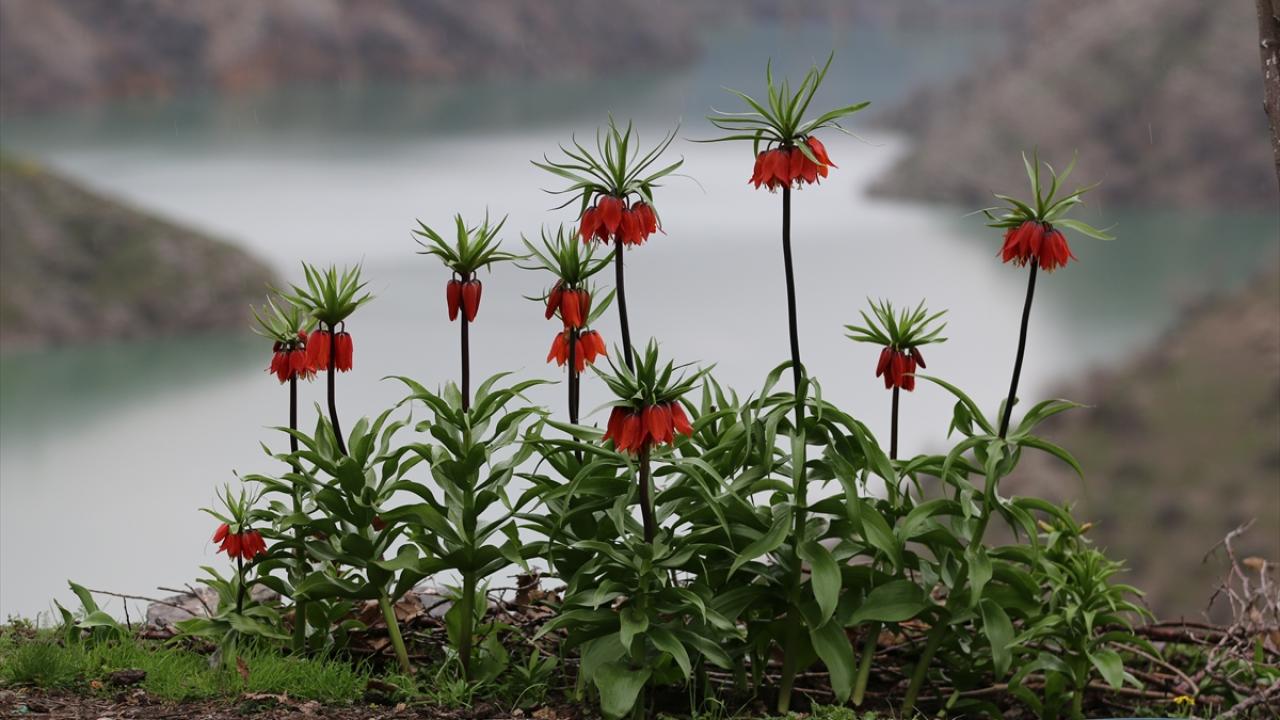 Koparmanın cezası 700 bin lira! Ters laleler doğayı böyle renklendirdi