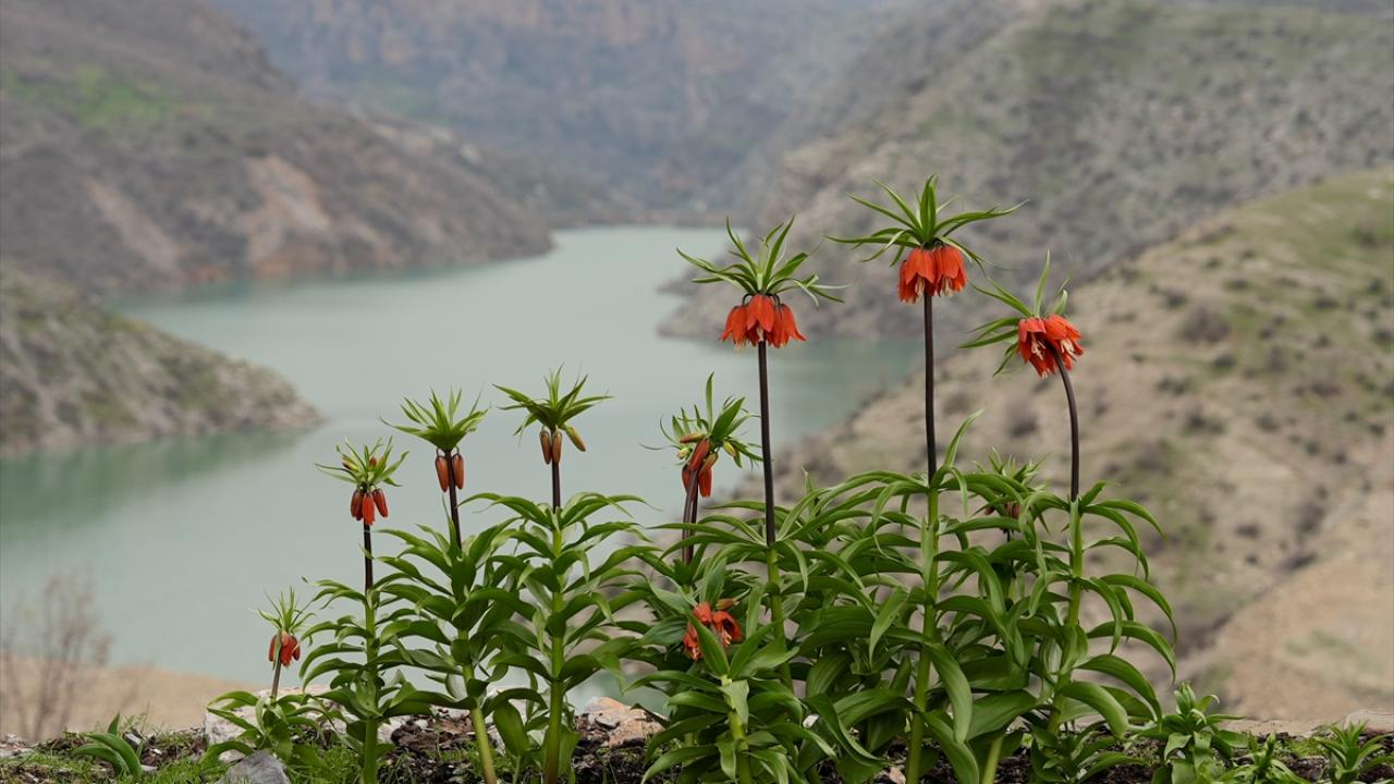 Foto - Koparmanın cezası 700 bin lira! Ters laleler doğayı böyle renklendirdi