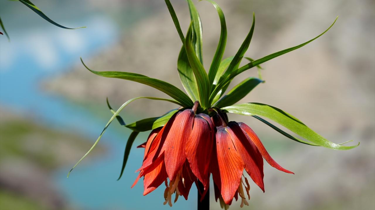 Foto - Koparmanın cezası 700 bin lira! Ters laleler doğayı böyle renklendirdi