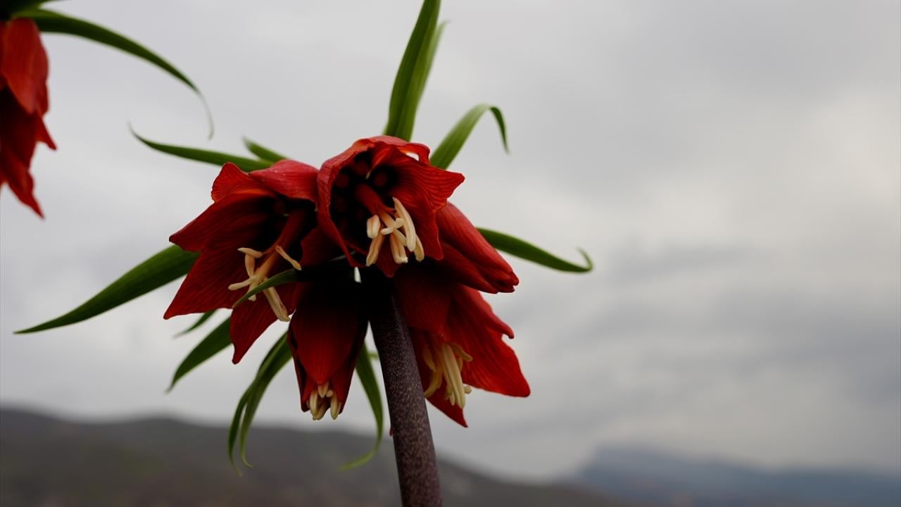 Foto - Koparmanın cezası 700 bin lira! Ters laleler doğayı böyle renklendirdi