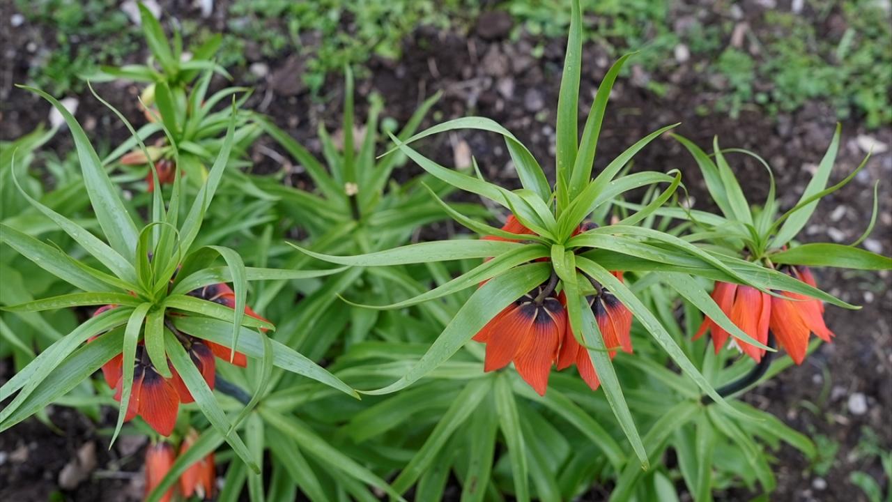 Foto - Koparmanın cezası 700 bin lira! Ters laleler doğayı böyle renklendirdi
