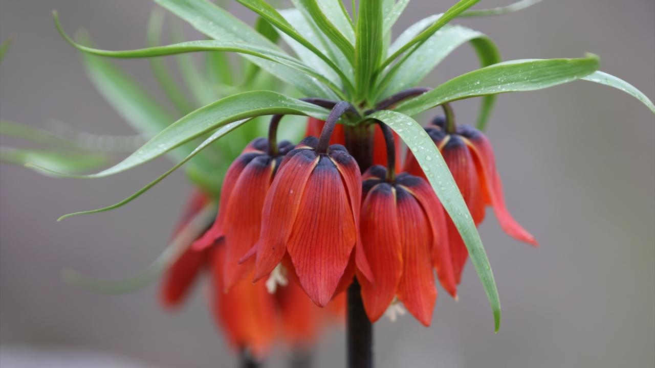 Foto - Koparmanın cezası 700 bin lira! Ters laleler doğayı böyle renklendirdi