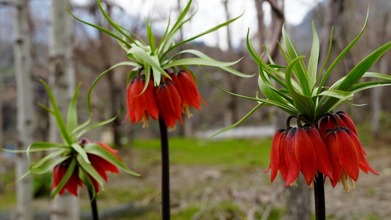 Foto - Koparmanın cezası 700 bin lira! Ters laleler doğayı böyle renklendirdi