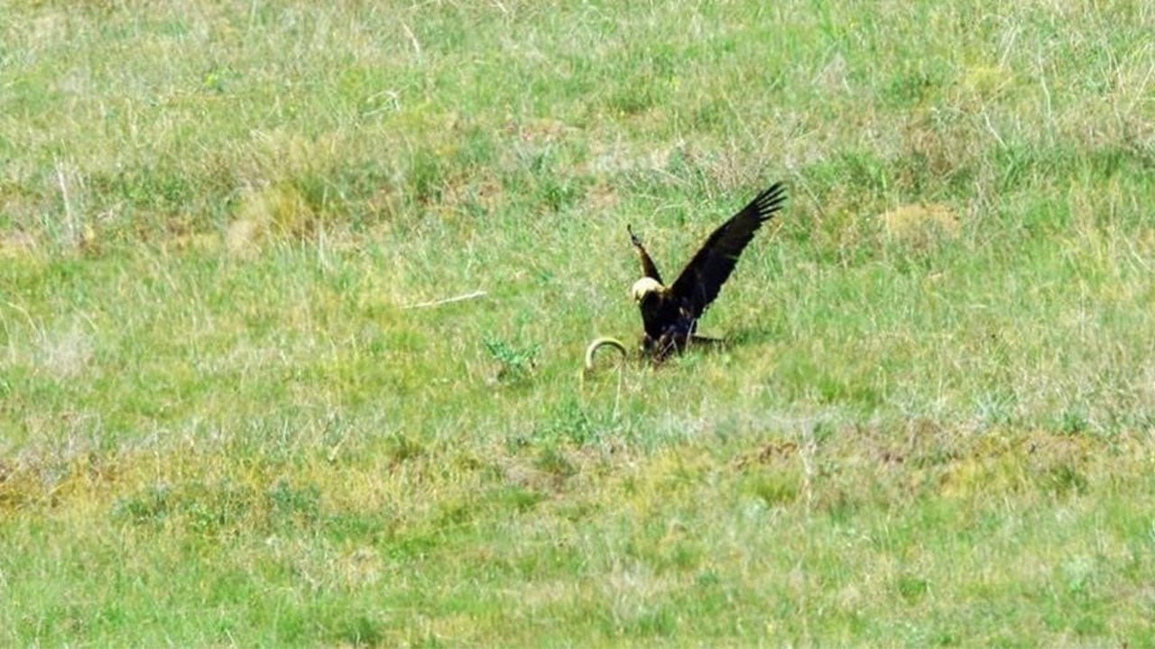 Foto - Koparmanın da zarar vermenin de cezası ağır! Bu türlere yaklaşırken 2 kez düşünün