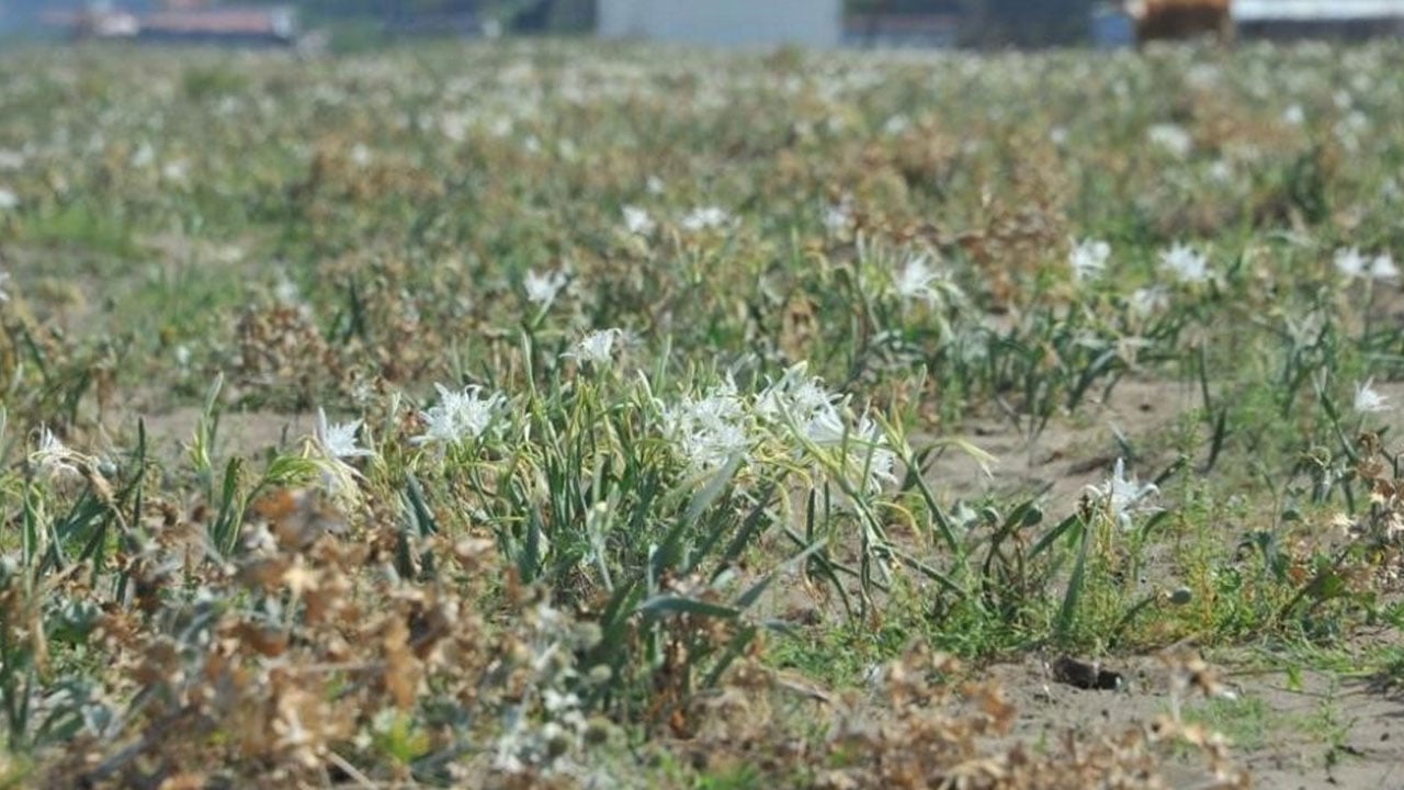 Foto - Koparmanın da zarar vermenin de cezası ağır! Bu türlere yaklaşırken 2 kez düşünün