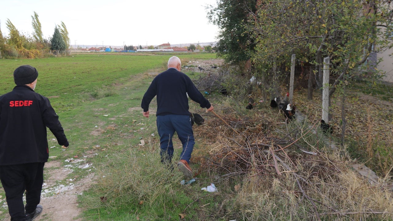 Foto - Köpek korkusu büyüyor! Tavukları korumak için çoban gibi nöbet