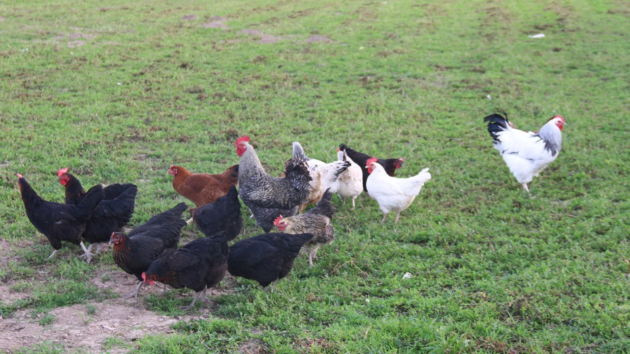 Foto - Köpek korkusu büyüyor! Tavukları korumak için çoban gibi nöbet