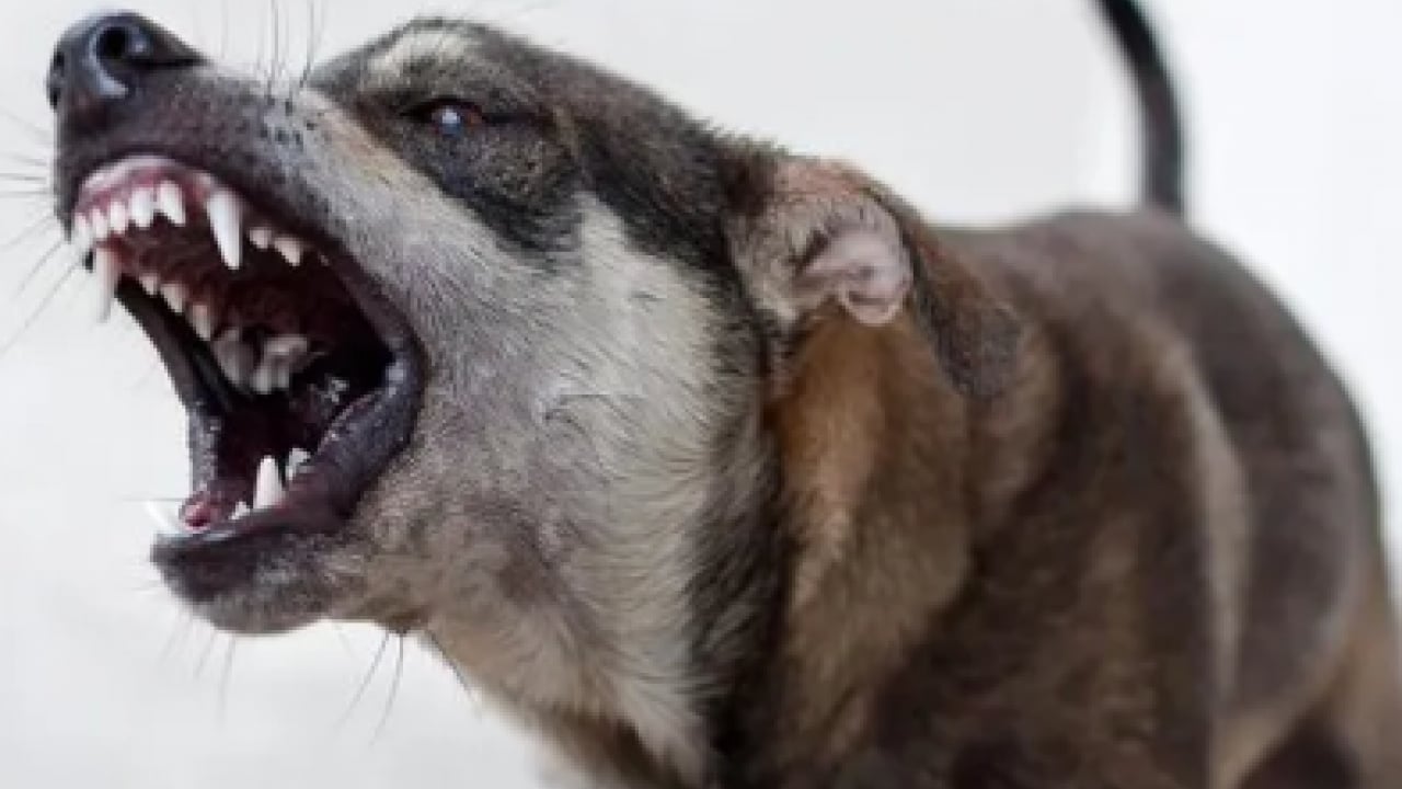 Foto - Köpek terörü 8 yaşındaki sabiyi parçalıyordu! Bakanlık harekete geçti