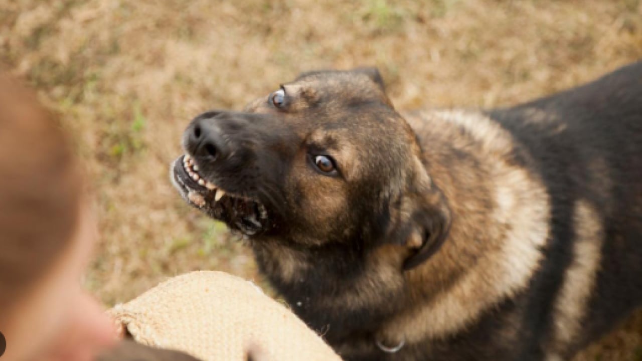 Foto - Köpek terörü 8 yaşındaki sabiyi parçalıyordu! Bakanlık harekete geçti