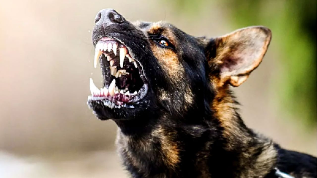 Foto - Köpek terörü 8 yaşındaki sabiyi parçalıyordu! Bakanlık harekete geçti