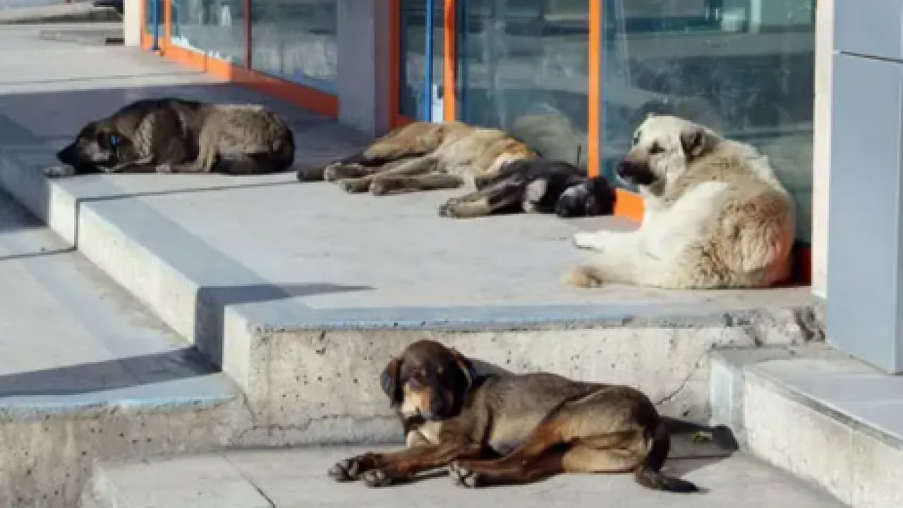 Foto - Köpek terörü 8 yaşındaki sabiyi parçalıyordu! Bakanlık harekete geçti