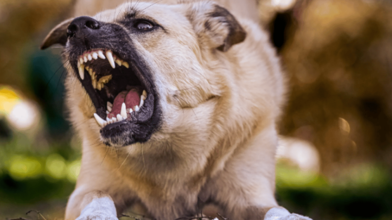 Foto - Köpekperest zihniyetin kanlı bedeli: 5 yaşındaki Hamza, toprağa verildi