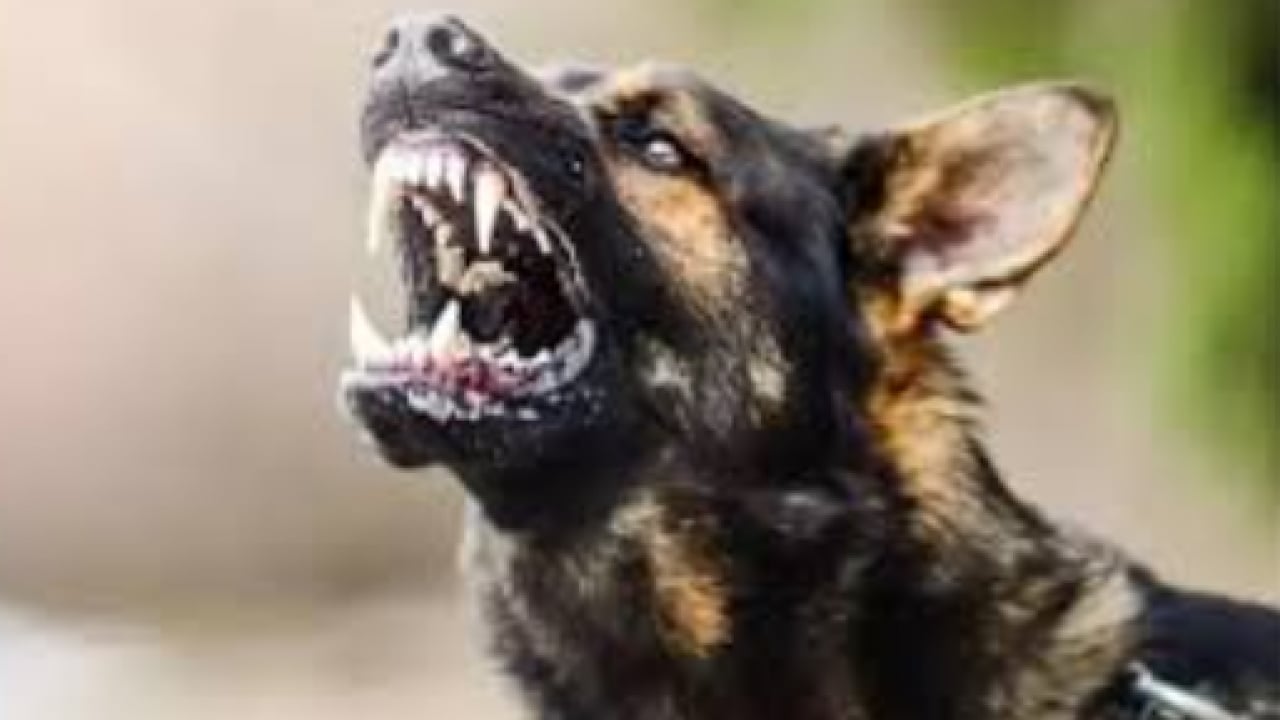 Foto - Köpekperest zihniyetin kanlı bedeli: 5 yaşındaki Hamza, toprağa verildi