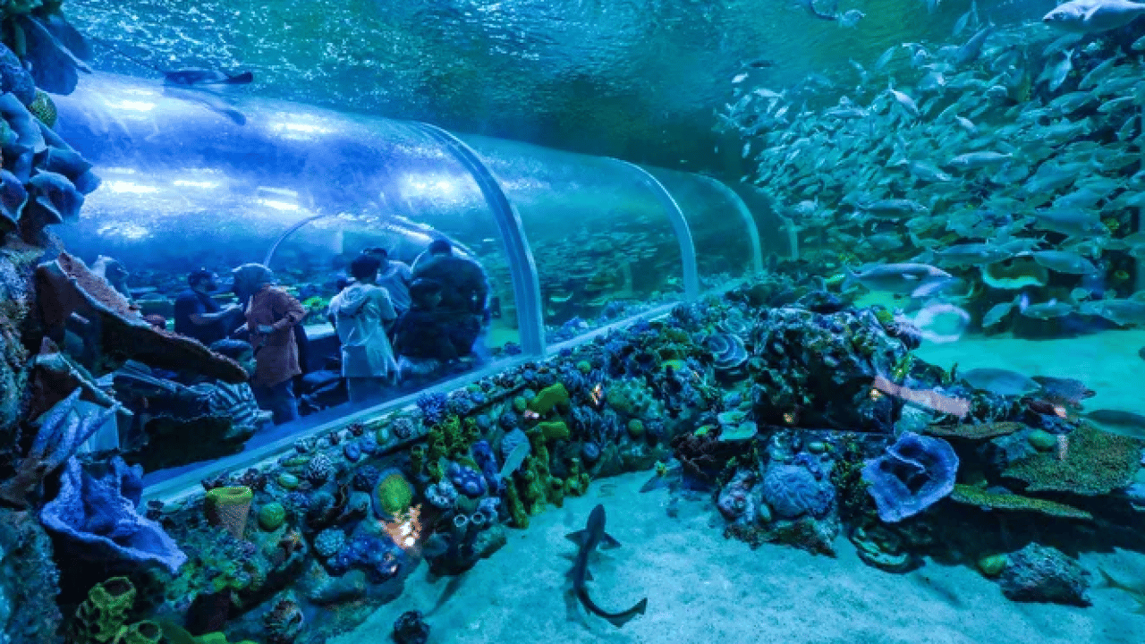 Foto - Körfez Aqua’dan enfes manzaralar! Kocaeli'de su altının yeni vitrini