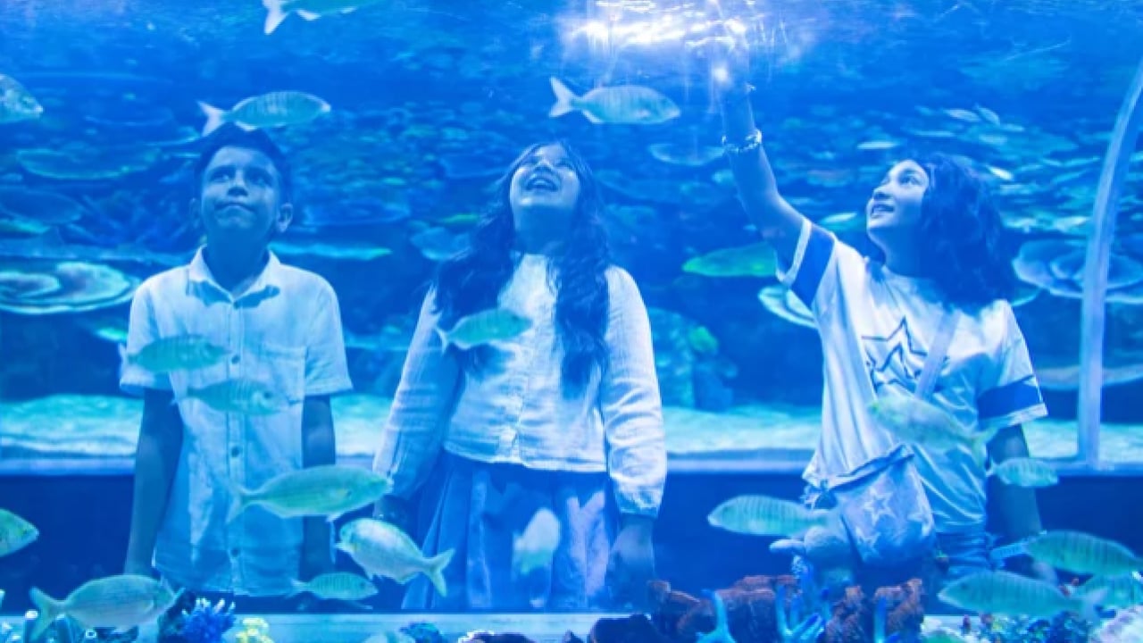 Foto - Körfez Aqua’dan enfes manzaralar! Kocaeli'de su altının yeni vitrini