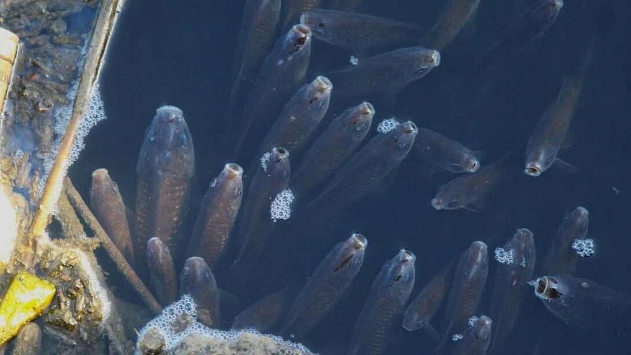Foto - Korkutan tablo! Büyük Menderes yine siyaha döndü