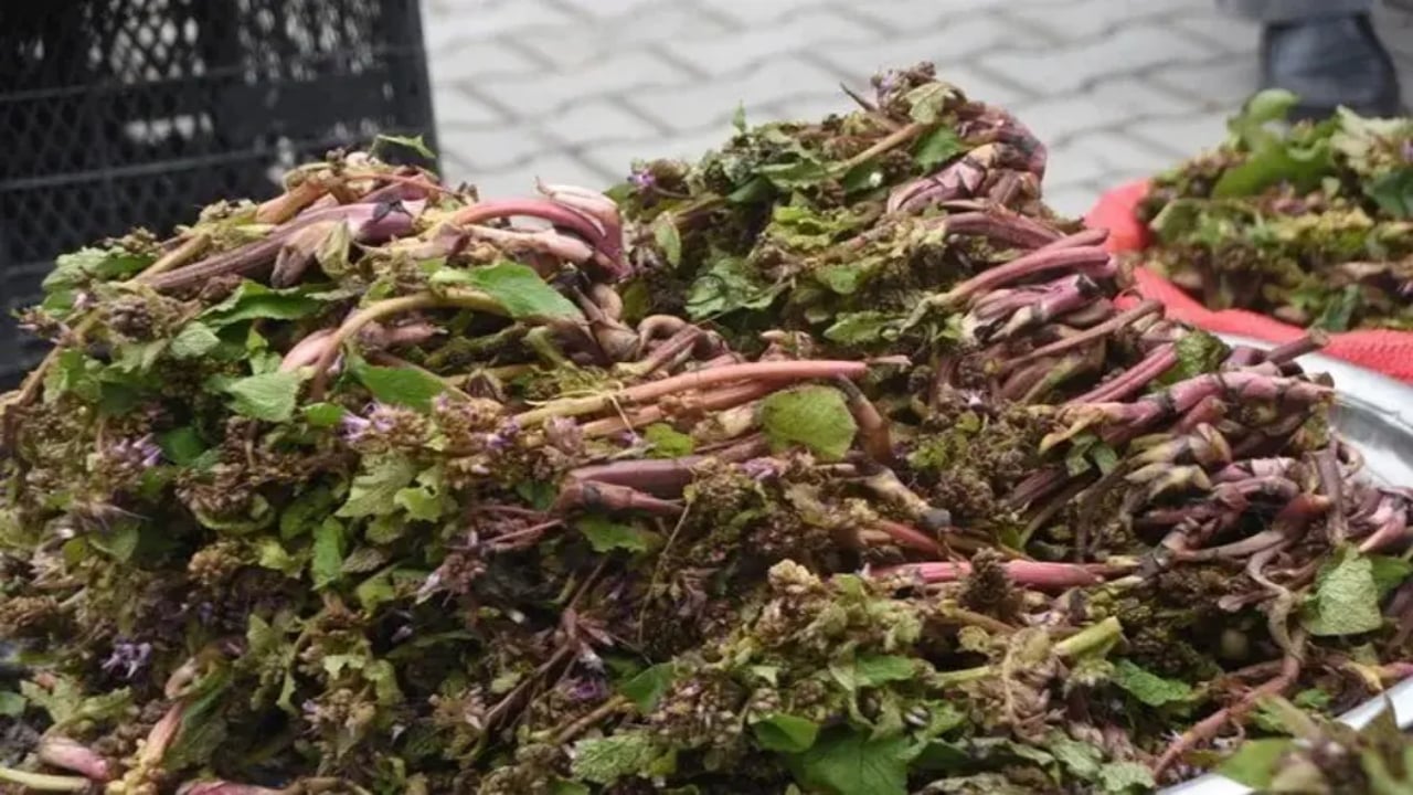 Foto - Korkuyu silip atan "zılbıt" otu tezgaha indi! Hem cesaret veriyor hem hastalıklara kalkan oluyor