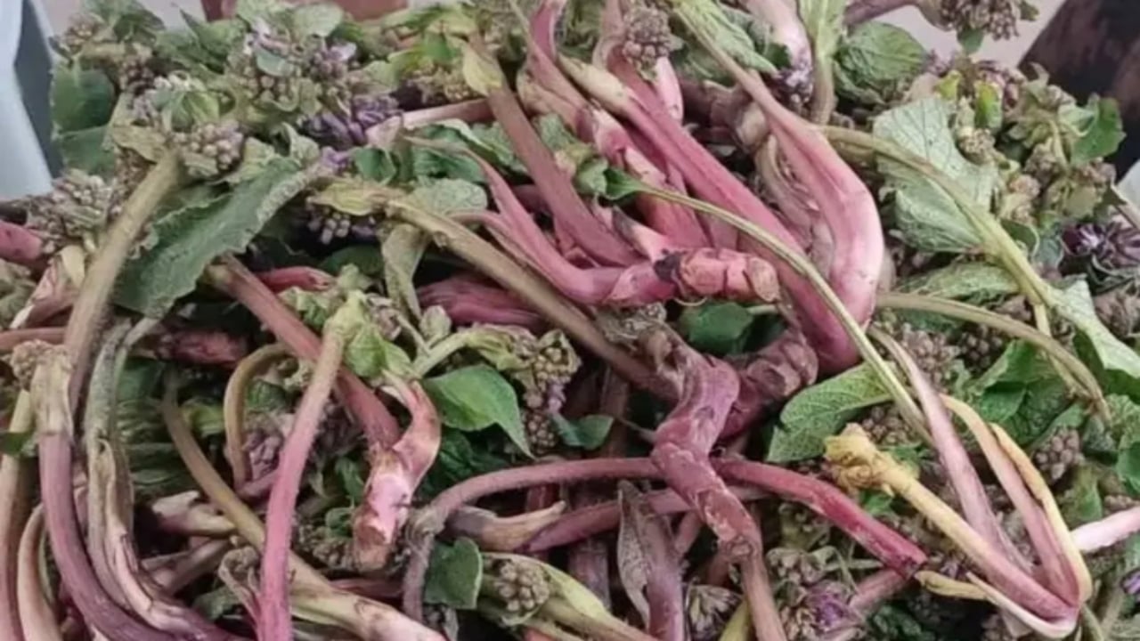 Foto - Korkuyu silip atan "zılbıt" otu tezgaha indi! Hem cesaret veriyor hem hastalıklara kalkan oluyor