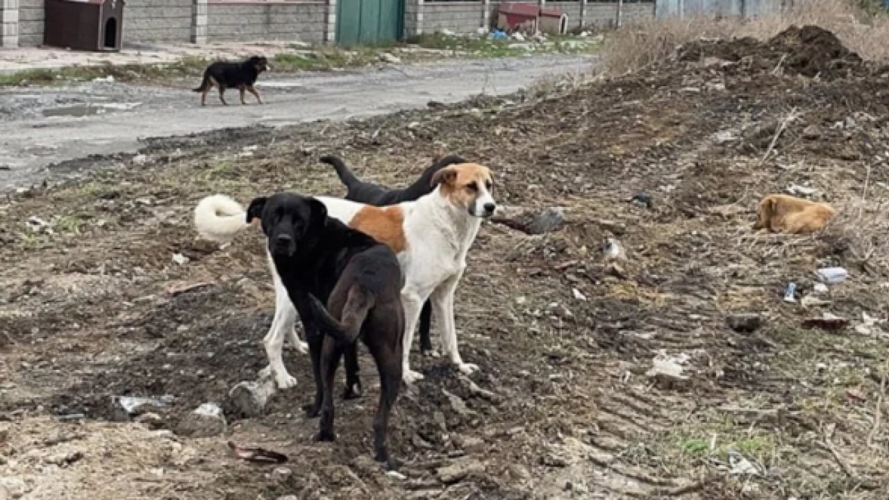 Foto - Koruma altındaki porsuğu telef ettiler! Başıboş köpek dehşeti bu kez yaban hayatı vurdu
