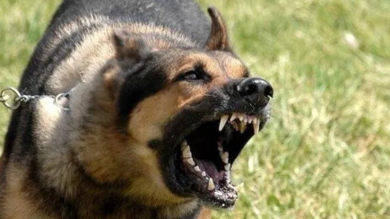 Foto - Koruma altındaki porsuğu telef ettiler! Başıboş köpek dehşeti bu kez yaban hayatı vurdu