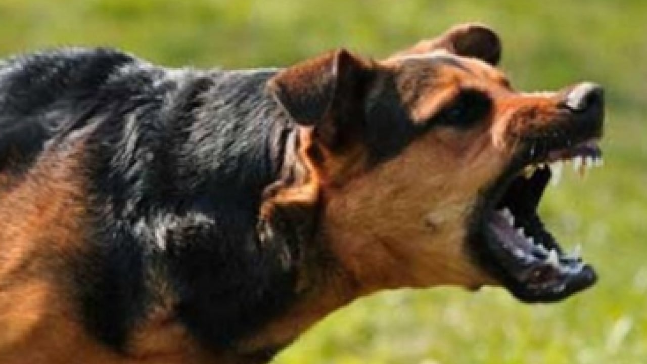 Foto - Koruma altındaki porsuğu telef ettiler! Başıboş köpek dehşeti bu kez yaban hayatı vurdu