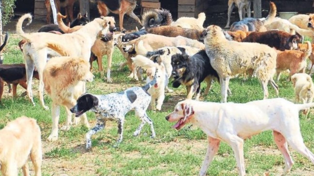 Foto - Koruma altındaki porsuğu telef ettiler! Başıboş köpek dehşeti bu kez yaban hayatı vurdu