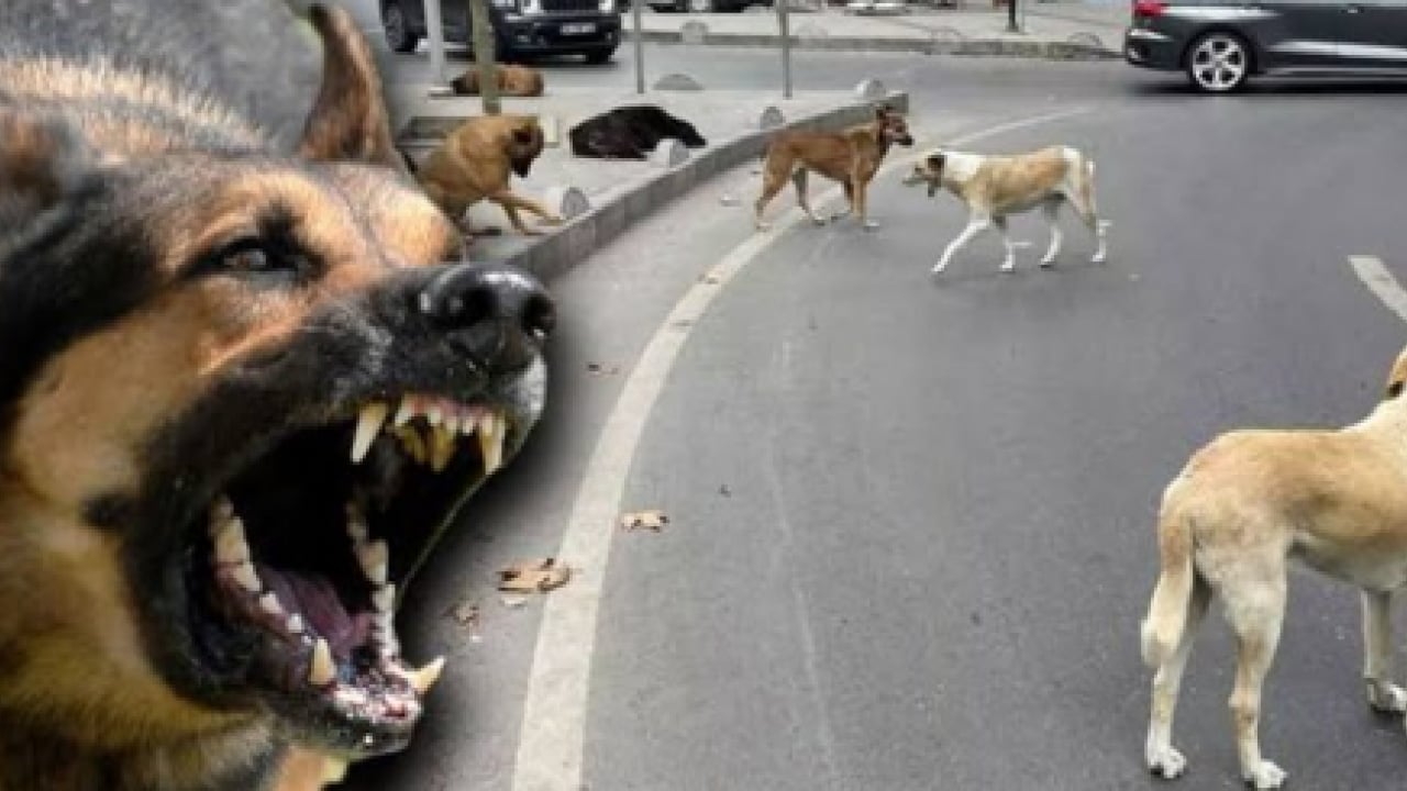 Foto - Koruma altındaki porsuğu telef ettiler! Başıboş köpek dehşeti bu kez yaban hayatı vurdu